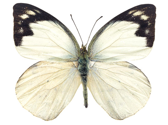 papillon_blanc